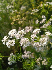 Coriander, White Color Fresh Closeup Coriander flowers
