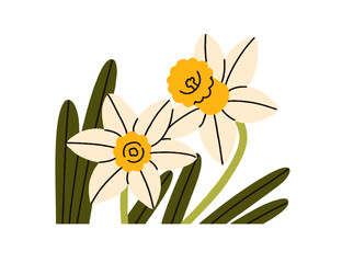 Daffodil blossom. Spring flower, narcissus buds, leaf. Summer floral blooming plant, leaves. Gentle garden flora decoration. Botanical natural flat vector illustration isolated on white background