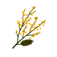 Mimosa flower. Floral branch, twig. Spring yellow facacia blooms, buds, leaf on stem. Delicate blossomed herb, gentle wildflower. Botanical flat vector illustration isolated on white background