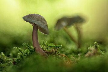View of the forest floor with selective focus to the foreground mushroom growing among the moss with a blurred background surrounding a natural green environment - obrazy, fototapety, plakaty