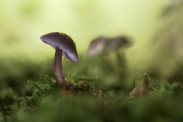 View of the forest floor with selective focus to the foreground mushroom growing among the moss with a blurred background surrounding a natural green environment