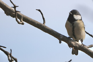 japanese tit in a forest