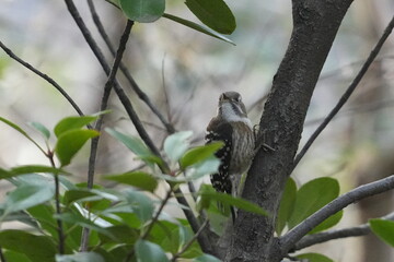 japanese pigmy woodpecker in a forest