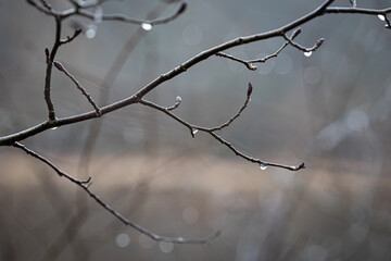 Beautiful tree branches during springtime in Gauja National Park, Latvia. Natural spring scenery of Northern Europe