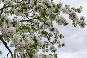 Apple branches with flowers on blurred background of cloudy sky