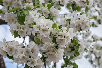 Apple branches with flowers on blurred background of cloudy sky