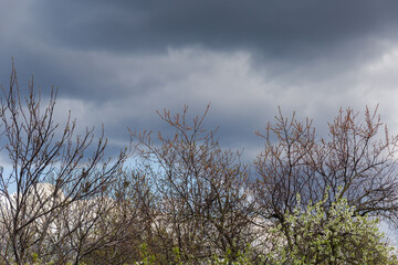 Obraz premium Sky with storm clouds with tree tops on a foreground