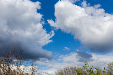 Cumulus and storm clouds with tree tops on foreground