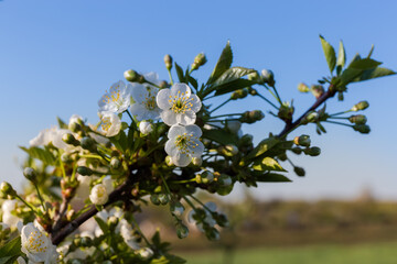Blooming cherry tree branch on blurred background in sunny morning