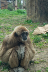 Obraz premium Ethereal Elegance: Gibbons Amidst Sunlit Leaves