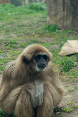 Harmony in Motion: Gibbons Swinging Through the Canopy