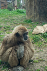 Gibbon in the zoo. Gibbon in captivity.
