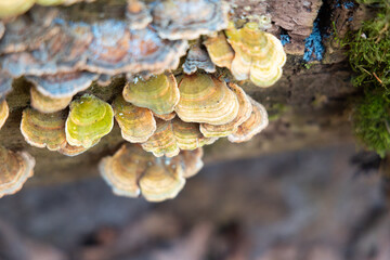 A beautiful close-up of wood decay fungi growing during early spring. A natural scenery of Northern Europe woodlands.
