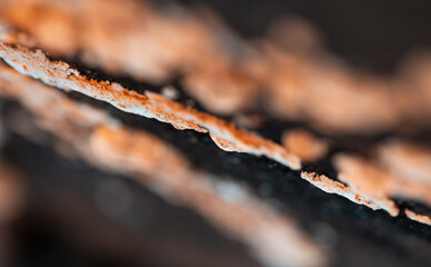 A beautiful close-up of wood decay fungi growing during early spring. A natural scenery of Northern...