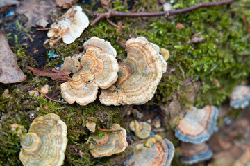 A beautiful close-up of wood decay fungi growing during early spring. A natural scenery of Northern...