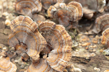 A beautiful close-up of wood decay fungi growing during early spring. A natural scenery of Northern Europe woodlands.