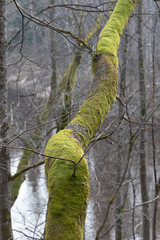 Fototapeta premium Old trees in the early spring woodlands in Latvia. Seasonal scenery of Northern Europe.
