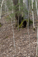 Old trees in the early spring woodlands in Latvia.  Seasonal scenery of Northern Europe.