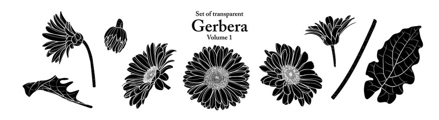 A series of isolated flower in cute hand drawn style. Silhouette Gerbera on transparent background. Drawing of floral elements for coloring book or fragrance design. Volume 1. - obrazy, fototapety, plakaty