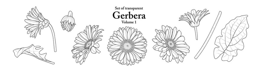 A series of isolated flower in cute hand drawn style. Gerbera in black outline and white plain on transparent background. Drawing of floral elements for coloring book or fragrance design. Volume 1.