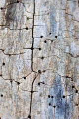 A beautiful close-up of a tree trunk with details and texture. Early spring scenery of Northern Europe woodlands.