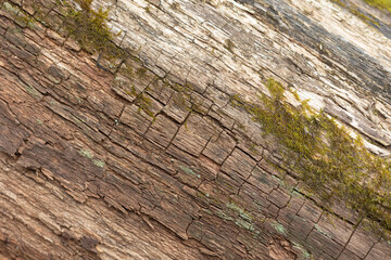 A beautiful close-up of a tree trunk with details and texture. Early spring scenery of Northern Europe woodlands.