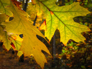 The fall is coming. Autumn leaves as nature background.