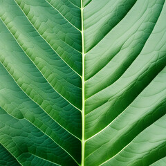  Close-Up of Green Leaf Veins