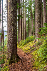 A Trail at Mount Ellinor in the Olympic National Forest in Washington State
