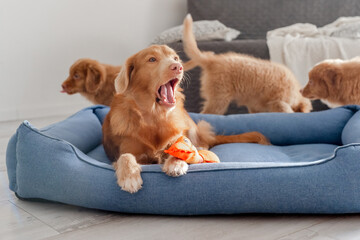 Toller Dog With Puppies And Bright Toy Duck In Blue Bed Is A Nova Scotia Duck Tolling Retriever