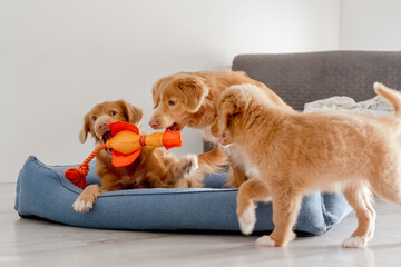 Two Nova Scotia Retriever Dogs And Their Puppy Play In A Blue Bed, Showcasing The Playful Nature Of...