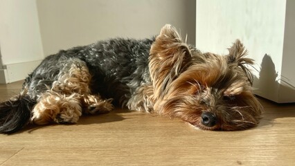 A small Yorkie dog lying on the floor, basking in the spring sun