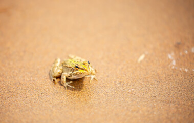 The frog sits on the sand on the shore of the lake. Beautiful wildlife landscape with place for text. The concept of protecting wildlife and ecology.