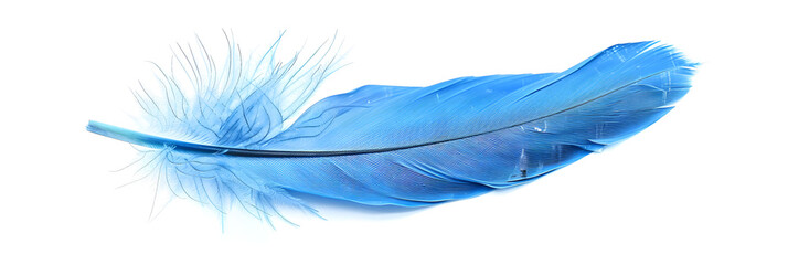 blue feather isolated on white, closeup of feather on purple flower. 