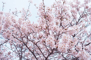 Branches of blossoming sakura against sky, beautiful spring background.