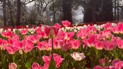 Fotobehang Fluor Roze Beautiful spring garden, famous turkish park Emirgan Korusu in Istanbul during tulip festival, Turkey. Outdoor travel background, nature landscape  © stocktr
