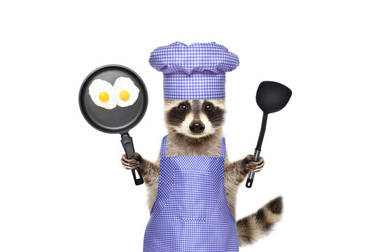Raccoon with a chef's suit standing with scrambled eggs in a frying pan and a kitchen spatula isolated on a white background