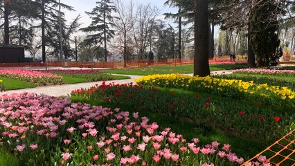 Beautiful spring garden, famous turkish park Emirgan Korusu in Istanbul during tulip festival, Turkey. Outdoor travel background, nature landscape