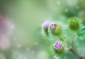 branch of flowering burdock on the background of nature
