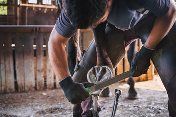 The farrier rasps off the excess hoof wall, and shapes the hoof with a rasp in the stable. Horse care. - obrazy, fototapety, plakaty