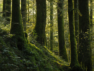 forêt verte avec mousse et contre jour