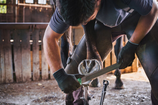 The farrier rasps off the excess hoof wall, and shapes the hoof with a rasp in the stable. Horse care. - Powered by Adobe