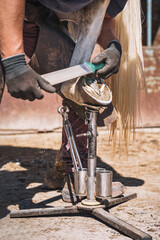 The farrier prepares the hoof for shoeing in the sunlight. He rasps off the excess hoof wall, and shapes the hoof with a rasp.