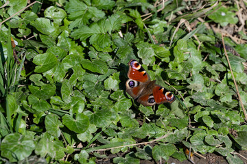 Butterfly Peacock's eye day, Aglais io. Insects, Lepidoptera. Plant pollinator.