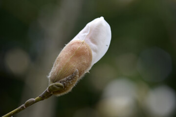 タムシバ・ミスジャックの蕾　モクレンの仲間