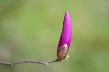 メリルマグノリア　モクレン