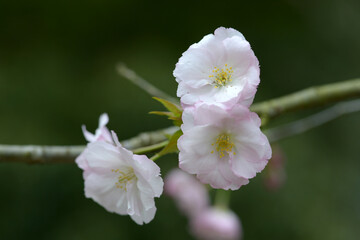 松前早咲　桜