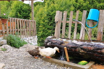 a white goose drinks water from the tap.
