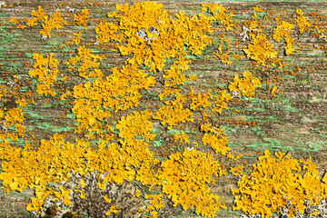 Yellow lichen on an old gray board