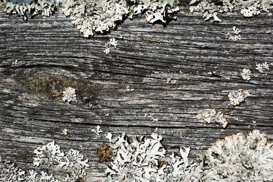 Gray lichen on an old gray board